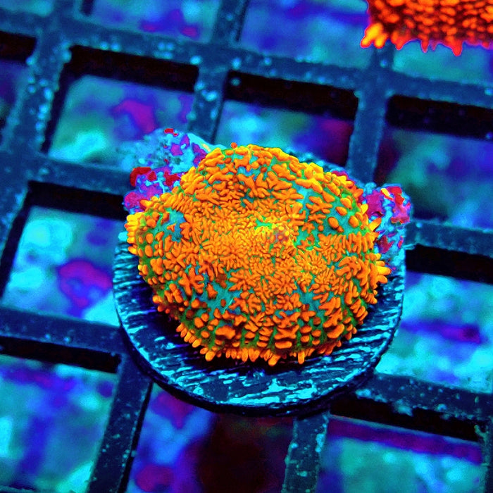 Rhodactis Red Green Base Ultra