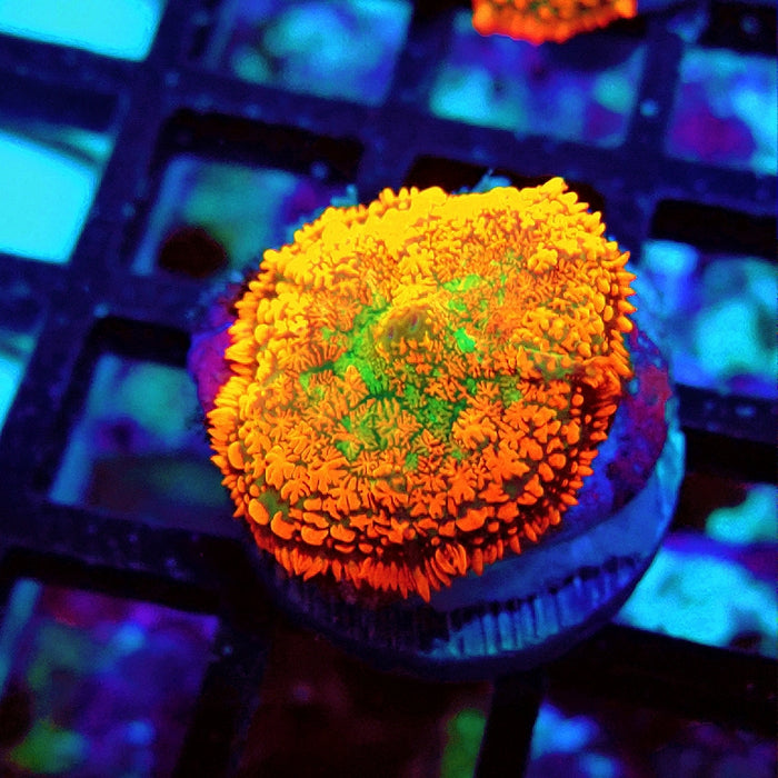 Rhodactis Red Green Base Ultra