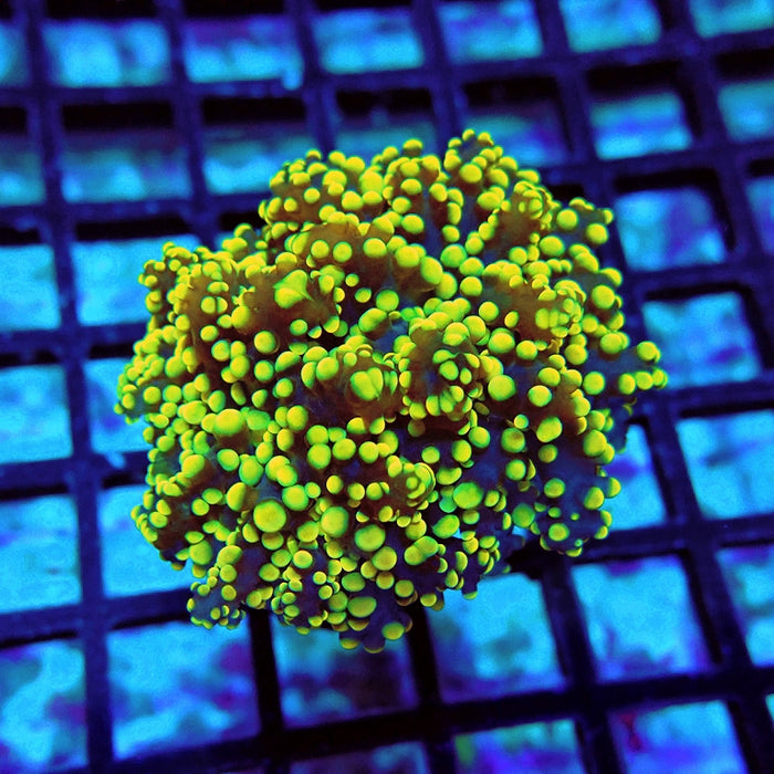 Euphyllia Frogspawn Yellow