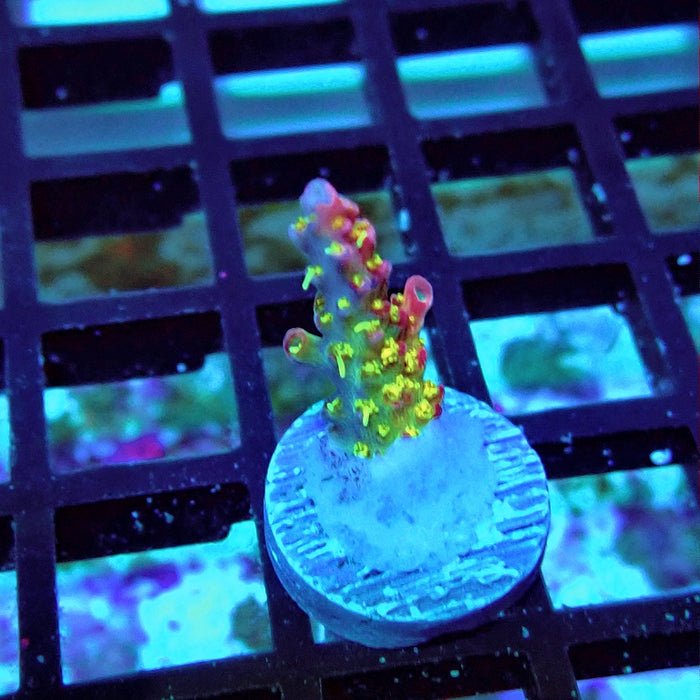 REx Rainbow Worms Acro