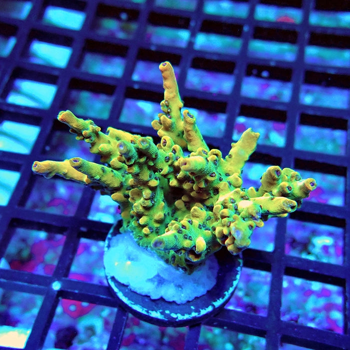 Acro Frag Aquaculture