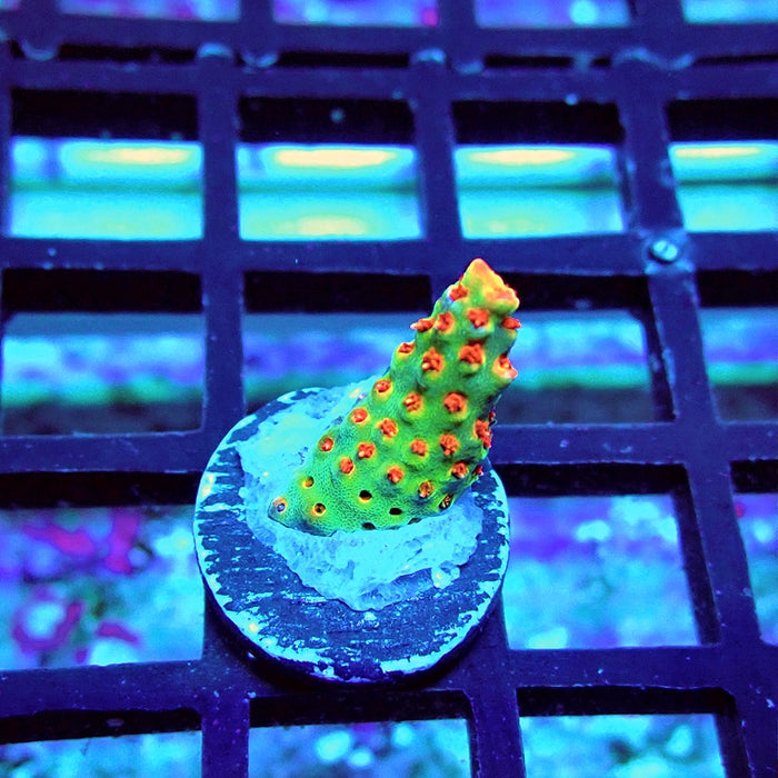 REx Red-Orange Firework Acro