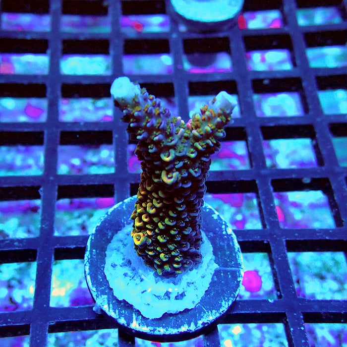 REx Vibrant Fuzzy Sheen Acro