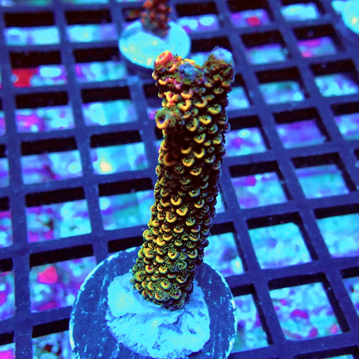 REx Vibrant Fuzzy Sheen Acro