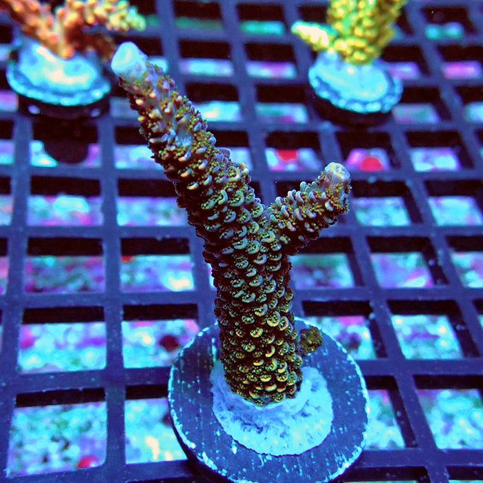 REx Vibrant Fuzzy Sheen Acro