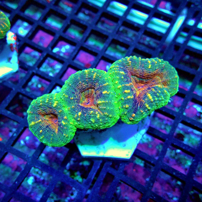 Lobophyllia Bright