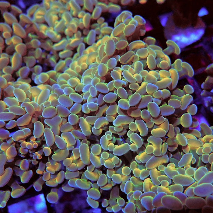 Euphyllia Gold Hologram