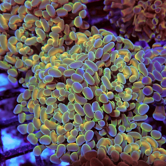 Euphyllia Gold Hologram