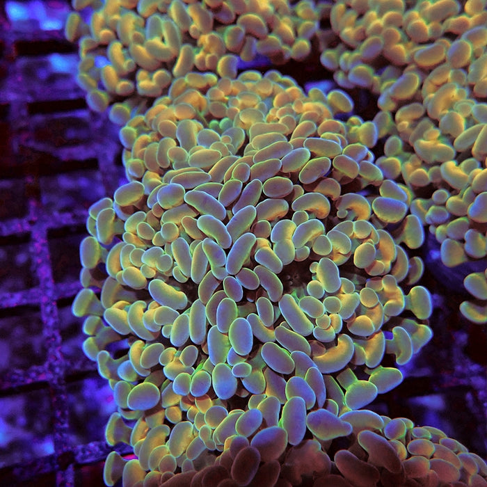 Euphyllia Gold Hologram