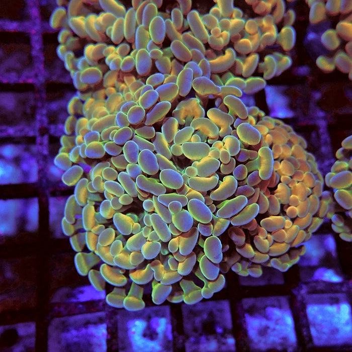 Euphyllia Gold Hologram