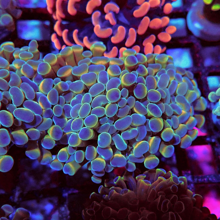 Euphyllia Hologram Hammer Branch