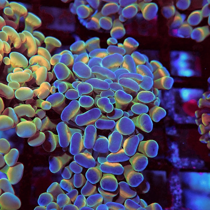 Euphyllia Hologram Hammer Branch