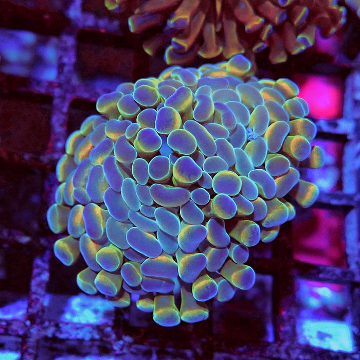 Euphyllia Hologram Hammer Branch