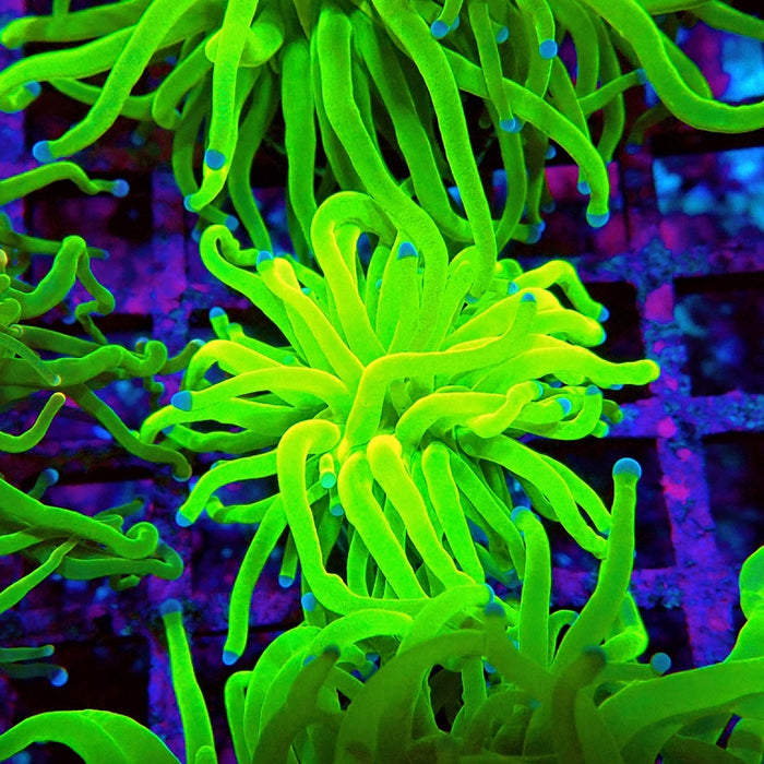 Euphyllia Ultra Green Blue Tips
