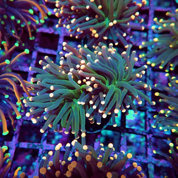 Euphyllia Dark Pink Tips Torch Premium