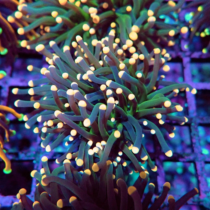 Euphyllia Dark Pink Tips Torch Premium