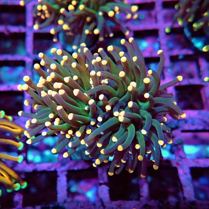 Euphyllia Dark Pink Tips Torch Premium