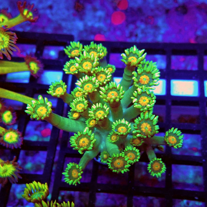 Goniopora Orange Centers