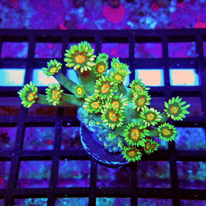 Goniopora Orange Centers