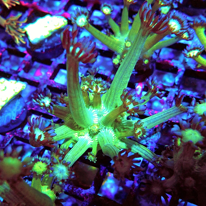 Goniopora Fake Glitter Contrast Long Polyps