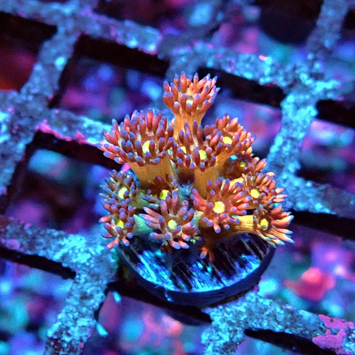 Goniopora Light Rainbow