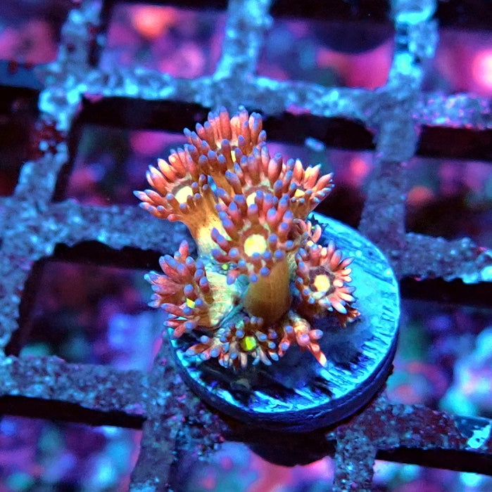 Goniopora Light Rainbow