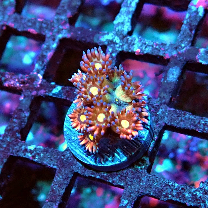 Goniopora Light Rainbow