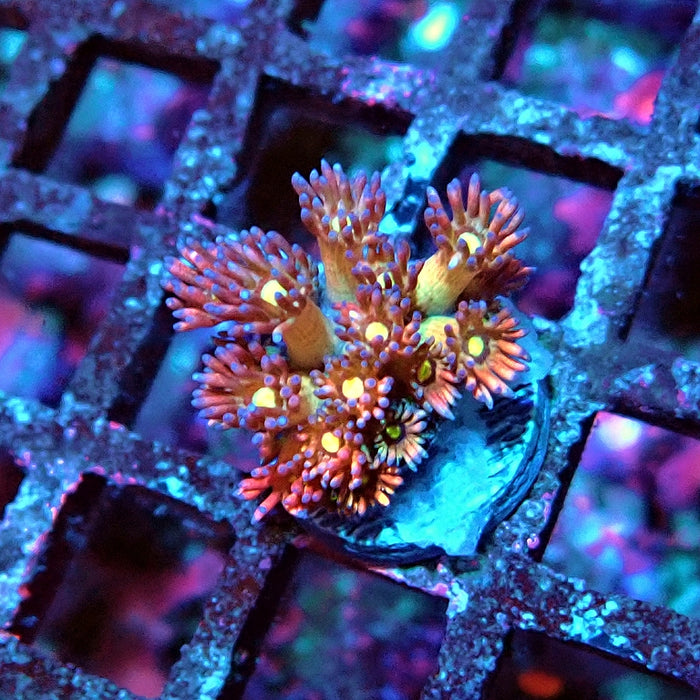 Goniopora Light Rainbow