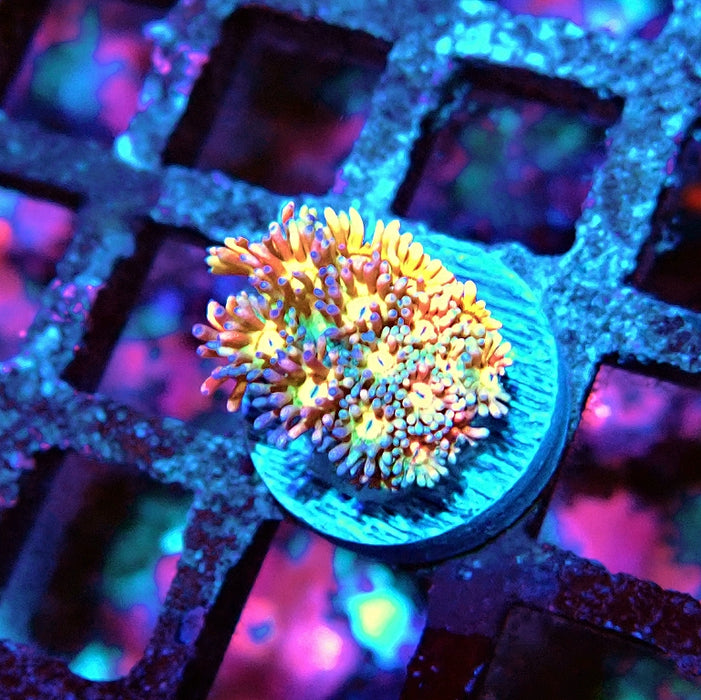 Goniopora Light Rainbow