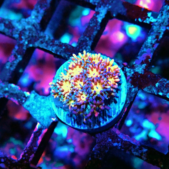 Goniopora Light Rainbow