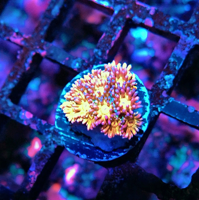Goniopora Light Rainbow