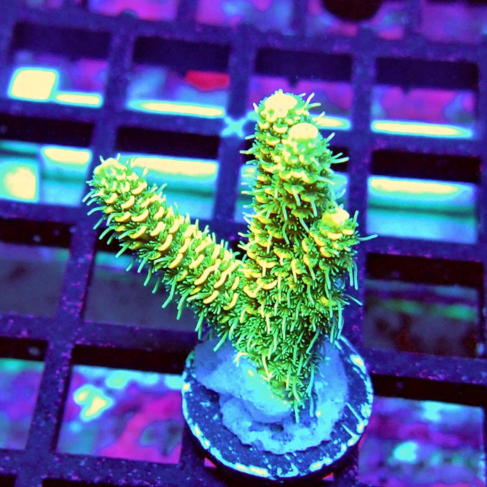 Bright Fuzzy Mille Acro