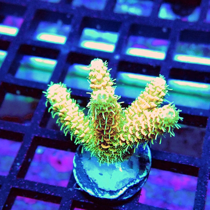 Bright Fuzzy Mille Acro