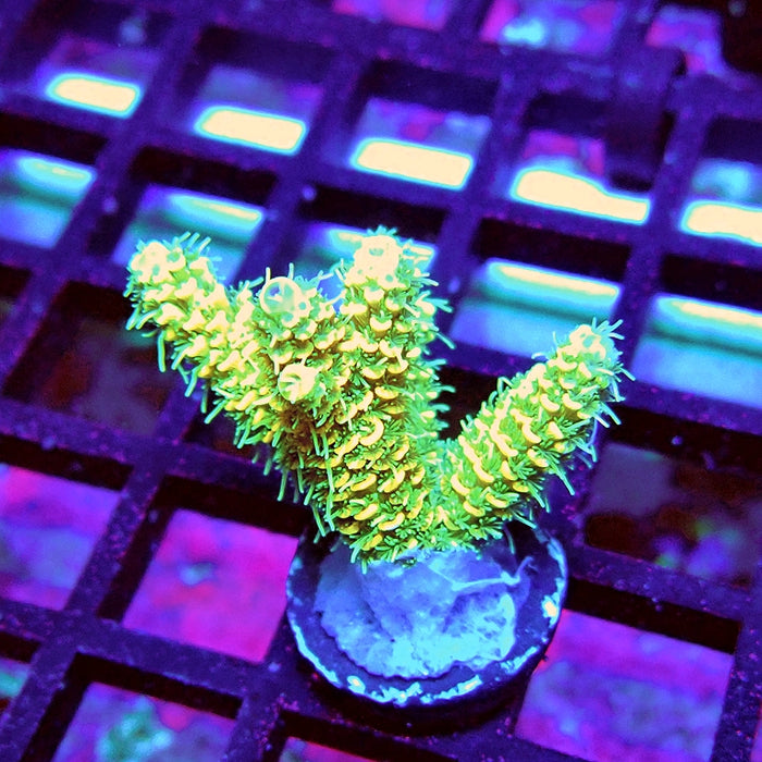 Bright Fuzzy Mille Acro