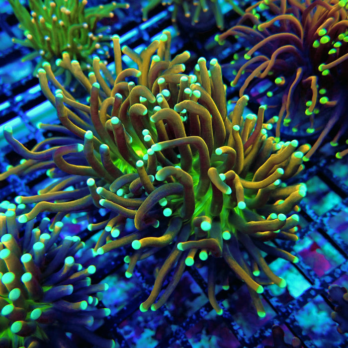 Tricolor Torch Tiger
