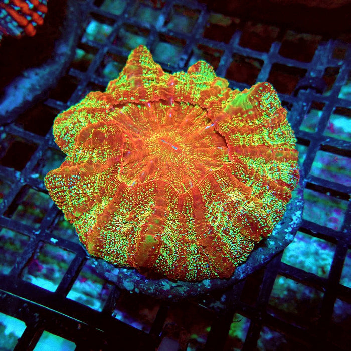 Acanthophyllia Premium