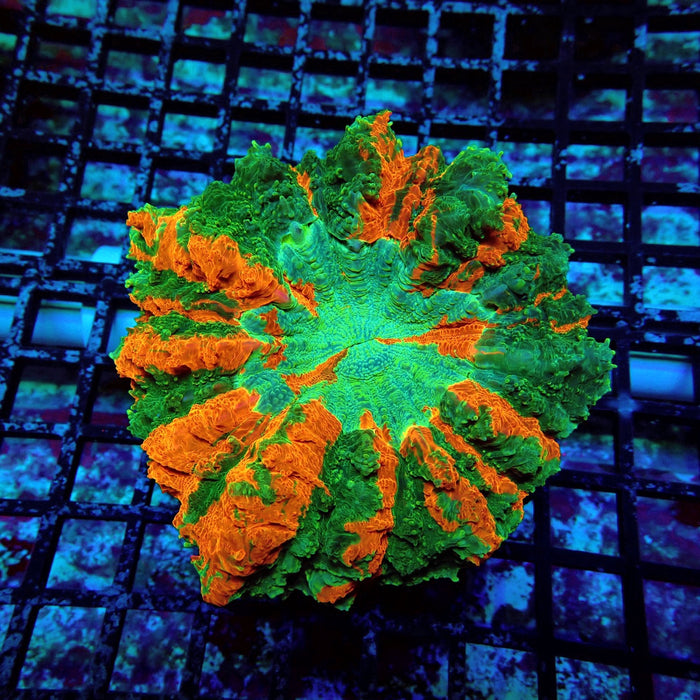 Acanthophyllia Premium
