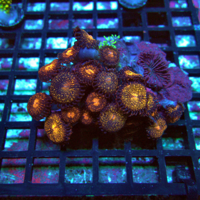Zoas Colony