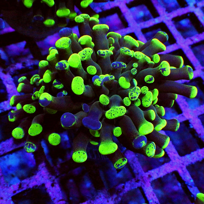 Euphyllia Green Branched Hammer