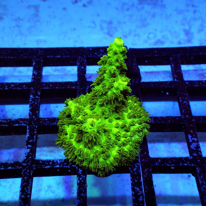 38 Acro Frag