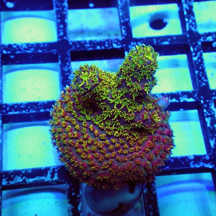 Acro Frag Aquaculture