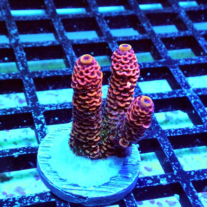 Millepora Rainbow Premium