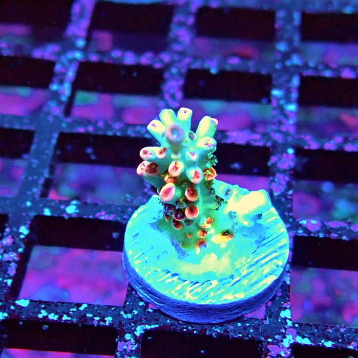 REx Red-Orange Firework Acro