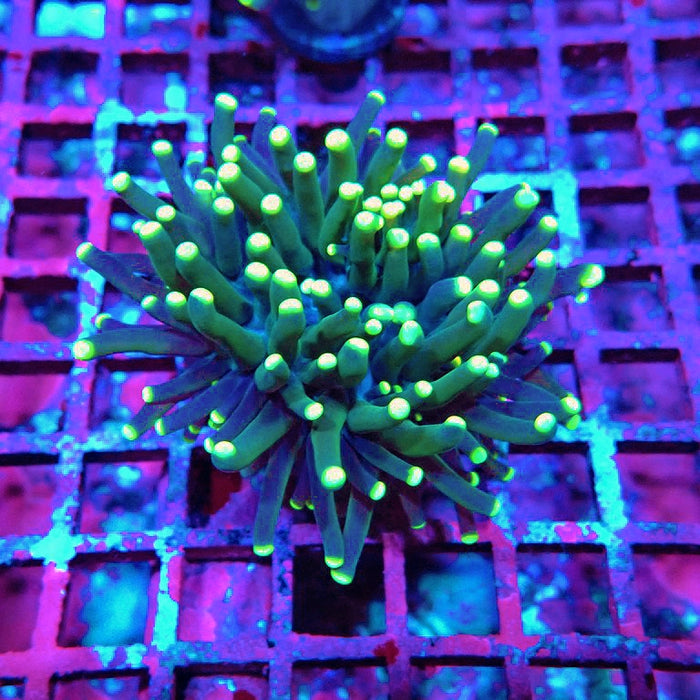 Euphyllia Dark Yellow Tips Thick Torch