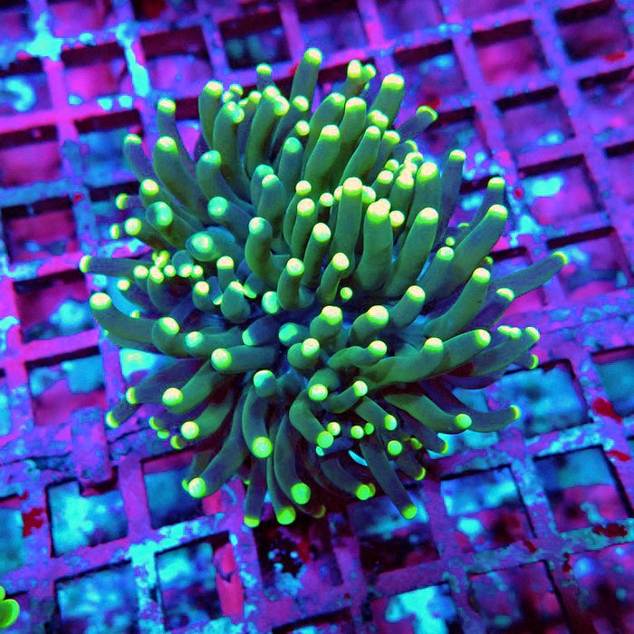 Euphyllia Dark Yellow Tips Thick Torch