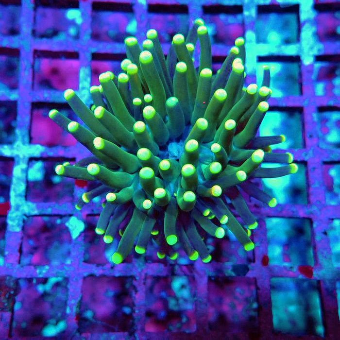 Euphyllia Dark Yellow Tips Thick Torch