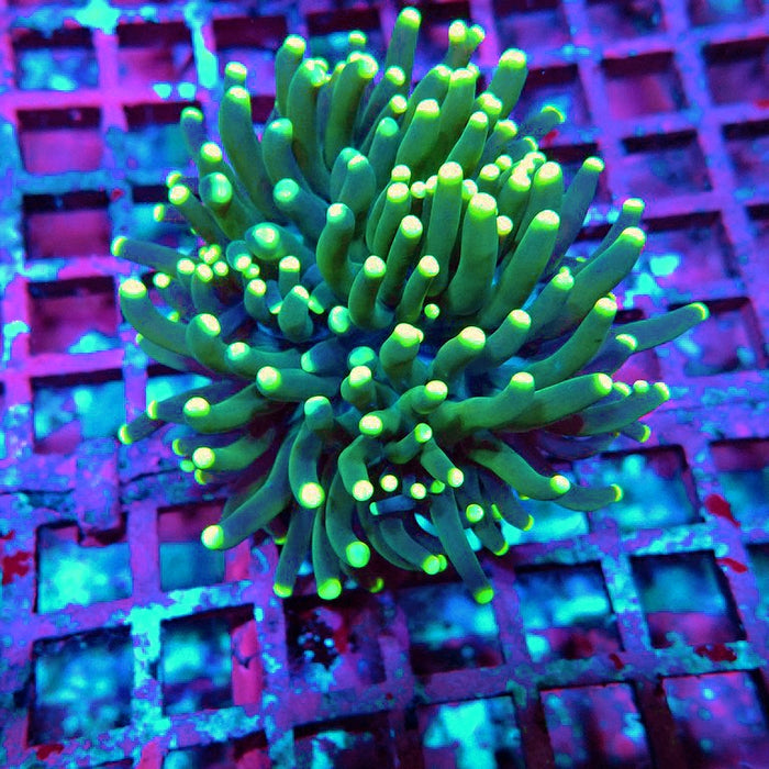 Euphyllia Dark Yellow Tips Thick Torch