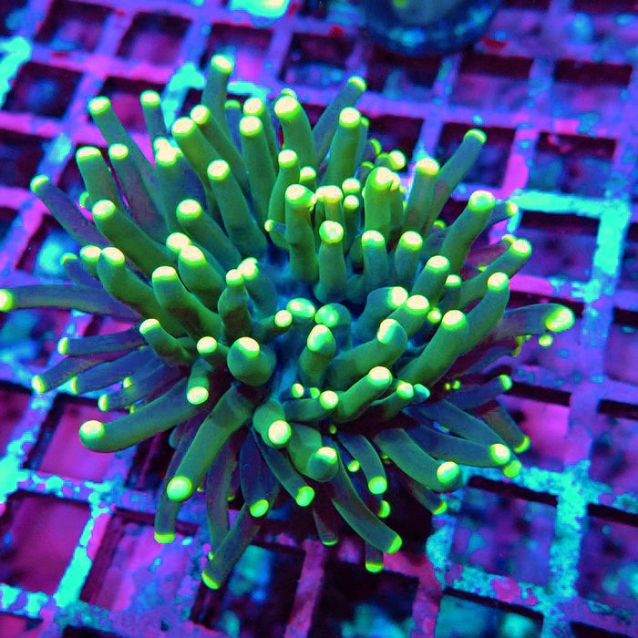 Euphyllia Dark Yellow Tips Thick Torch