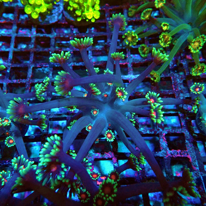 Goniopora Blue Pink Middle XL Polyps