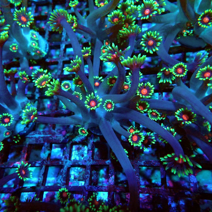 Goniopora Blue Pink Middle XL Polyps